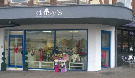 EVERYTHING LOOKS ROSY IN COVENTRY 1 daisys