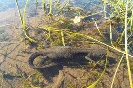 ECOLOGISTS WARN OF TEN-WEEK WINDOW TO SURVEY FOR NEWT PRESENCE TO AVOID DEVELOPMENT DELAYS 2 Newt Survey season between April and May