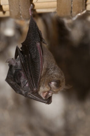 ECOLOGISTS SET TO PROVIDE SUPPORT TO DEVELOPERS AS BAT SURVEY SEASON STARTS 1 ECOLOGISTS SET TO PROVIDE SUPPORT TO DEVELOPERS AS BAT SURVEY SEASON STARTS
