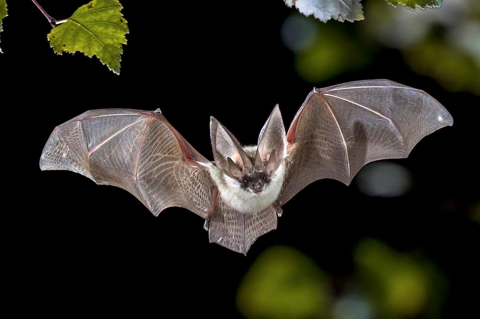 International Bat Night 2020