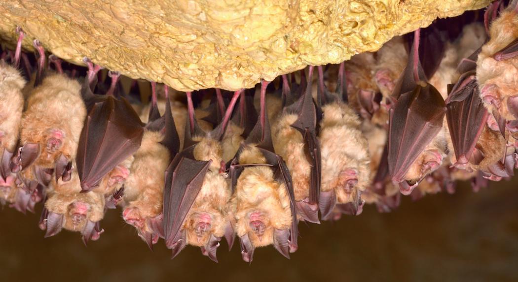 Level 1 Bat Licence