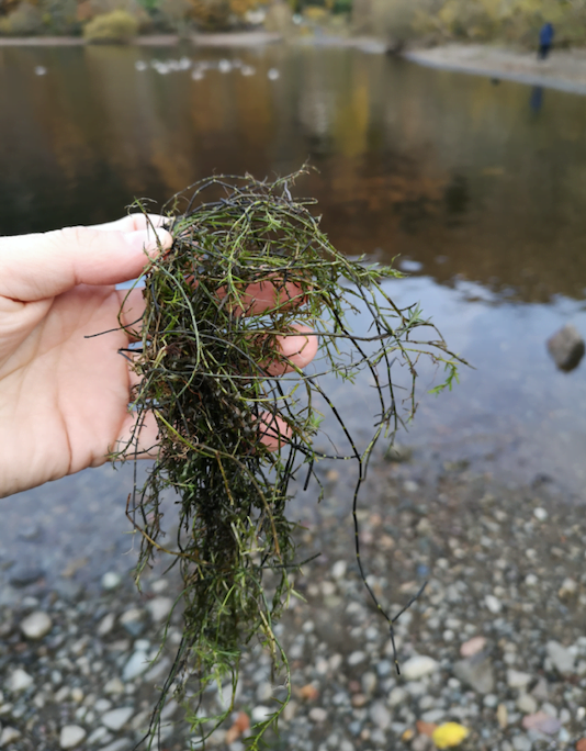 INVASIVE SPECIES WEEK 2021: PREVENTING THE SPREAD