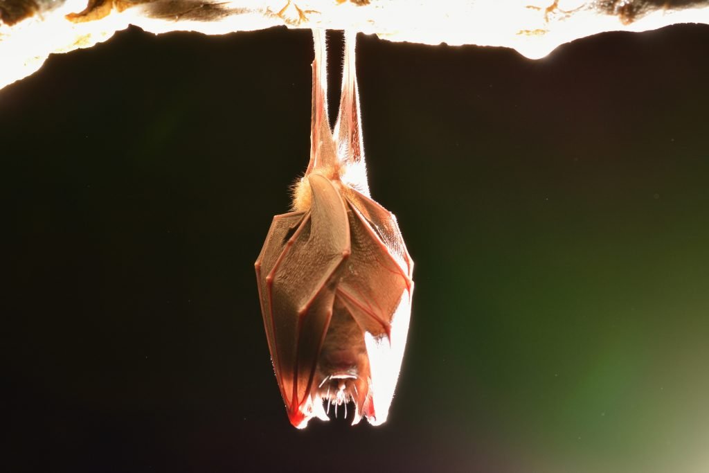 JUST WEEKS REMAIN TO ASSESS AND ACT ON BAT ROOSTS TO AVOID CONSTRUCTION DELAYS, WARN ECOLOGISTS 1 JUST WEEKS REMAIN TO ASSESS AND ACT ON BAT ROOSTS TO AVOID CONSTRUCTION DELAYS, WARN ECOLOGISTS