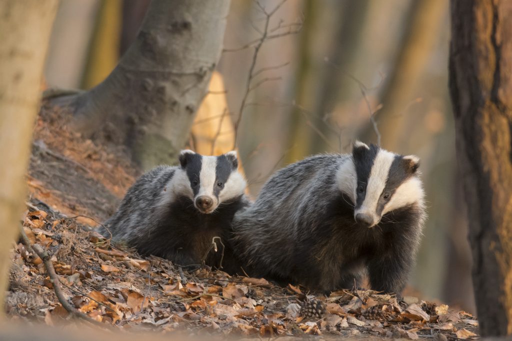 BROCKTOBER – IT’S ALL ABOUT BADGERS 1 BROCKTOBER – IT’S ALL ABOUT BADGERS